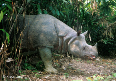 one of the last shots of a Javan Rhino in Vietnam. The last one was killed by poachers.