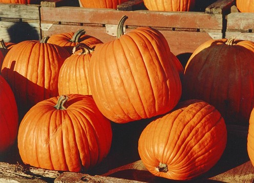 Ripe Pumpkins