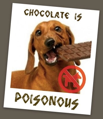 Why chocolate is poisonous for dogs