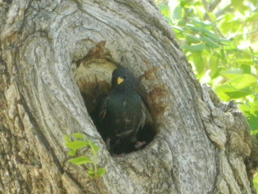 European Starling peeking out of tree where nest is located 