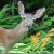 deer deer