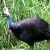 cassowary bird cassowary bird
