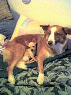 Have you ever heard of a Border Collie nursing Chihuahua puppies??