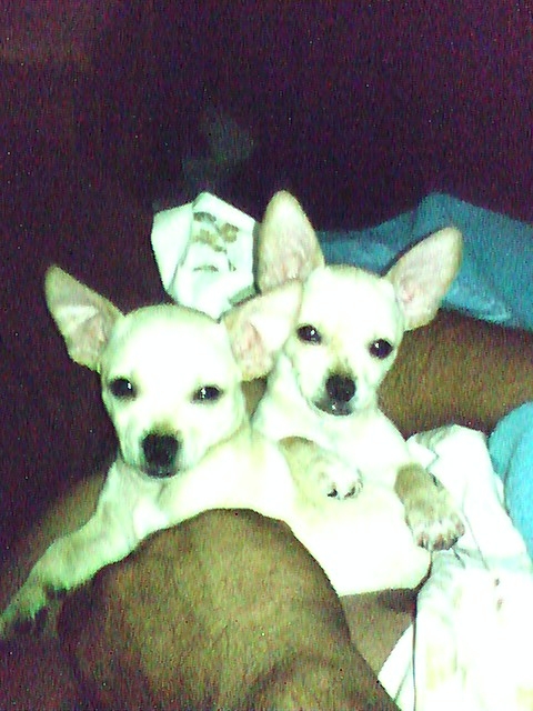 Taken this morning, Kamakaze and Kawasaki are just the cutest little dickens!