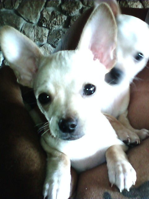 Kamakaze and Kawasaki-the chihuahua puppies. They play so rough that the "nanny" has to break them up......