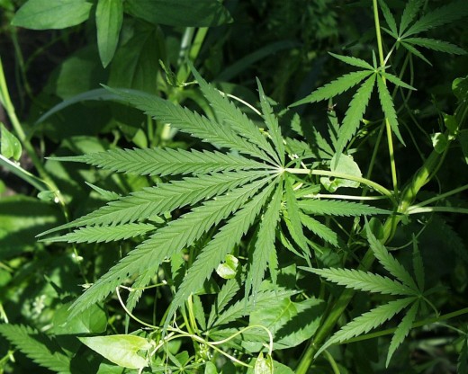 Cannabis sativa in Sherburne National Wildlife Refuge