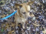 Reeses, The Dog. A walk in the Fall leaves.