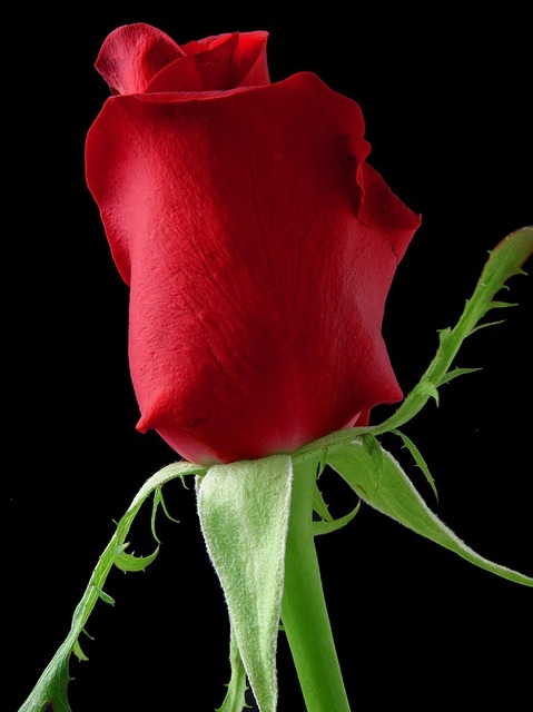 red rose for love