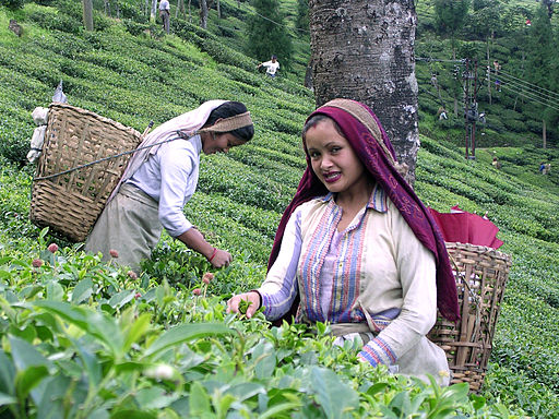 Women picking tea in Darjeeling.