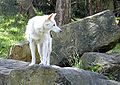 Rare photo of White dingo