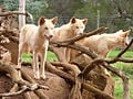 Dingoes at Phillips Island