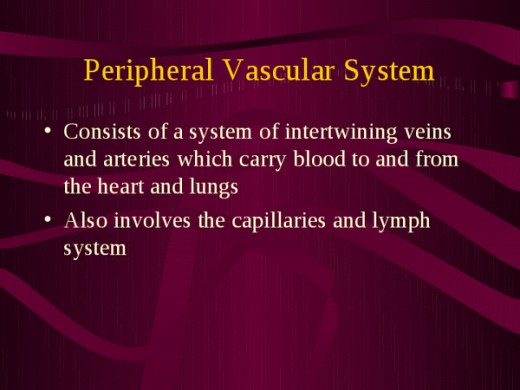 Peripheral Vascular System