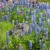 Can't ever get enough of bluebonnets. Can't ever get enough of bluebonnets.