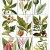 Herbalism Herbalism