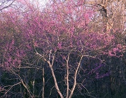 This young Redbud tree has not yet reached full bloom.  There is a white Redbud also.  Mother's favorite color was pink, any shade.