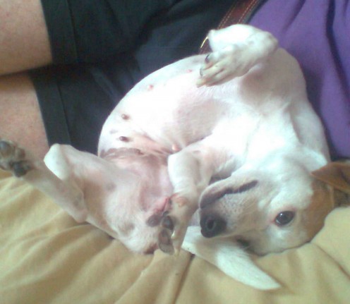 Sparky