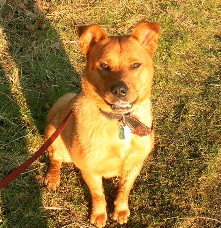 In this photo Orangina is on the lead, which isn't ideal, has a scruffy collar on which detracts from the picture, and the photograph was taken with me standing rather then crouching, so the camera angle isn't great either.