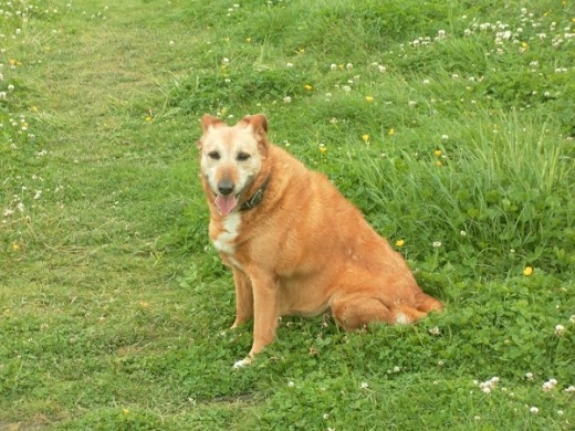 I left too much space around the edges of this photo of my neighbour's dog Mitzi