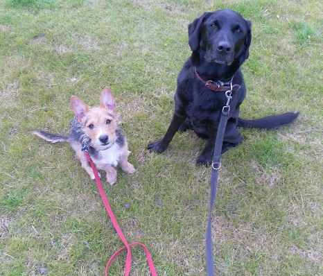 In an outdoor location you may want to practice the sit stay with your dogs on a long lead first.
