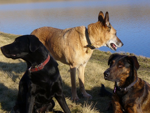 If you take several photos you can discard the ones where your dog or dogs are looking the wrong way