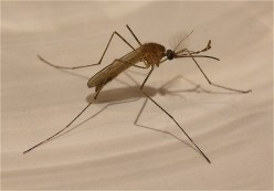 Our War Against Mosquitoes