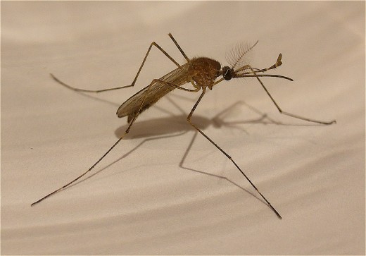 The enemy, currently being held in a holding jar.