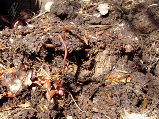 I couldn't manage to capture all the lovely, red worms in this heap. It's the worms that do a lot of the work of turning your vegetation into glorious compost.