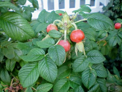 Rose hips contain lots of vitamin C