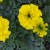 Bright Yellow Marigold Flowers