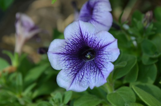 Purple Petunia Flowers