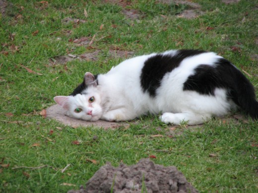 Jinx in the garden listening for something..