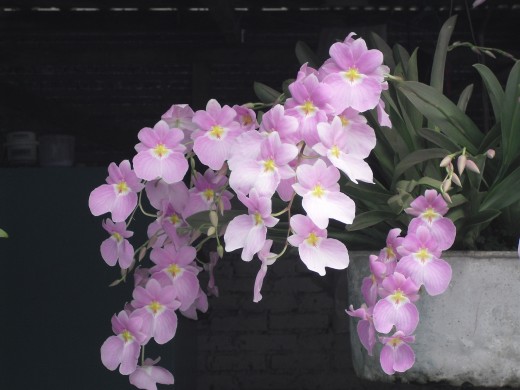 Orchids growing in an old tin pan
