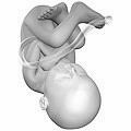 Human 'embryo' at 38 weeks. See: http://en.wikipedia.org/wiki/File:40_weeks_pregnant.png