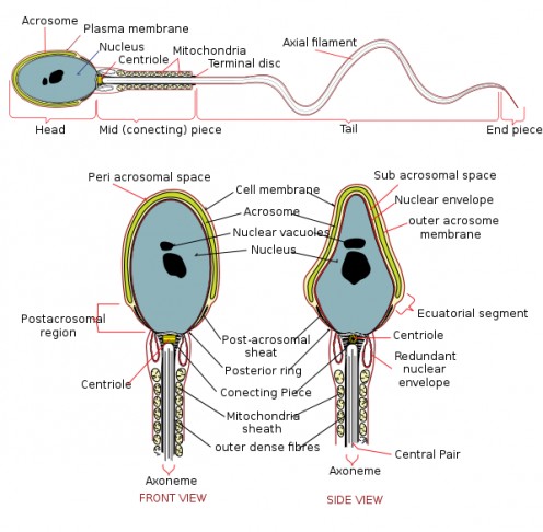 By Mariana Ruiz Villarreal, based on a diagram in "Gray's anatomy" Williams & Warwick, 1980 and a diagram in "Formation and organization of the mammalian sperm head" from Kiyotaka Toshimori and Chizuro Ito. (Chiba, Japan).