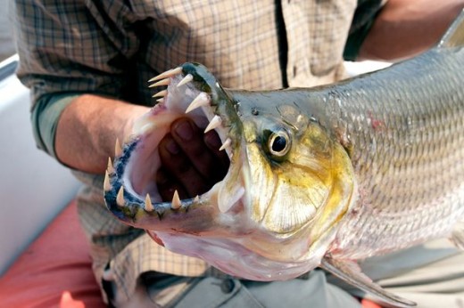 goliath tiger fish attacks crocodile