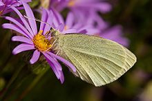 Cabbage butterfly