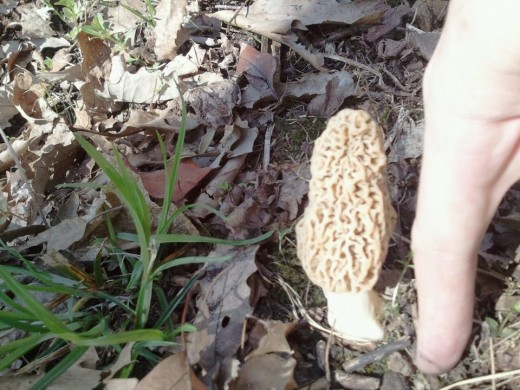 A common yellow morel