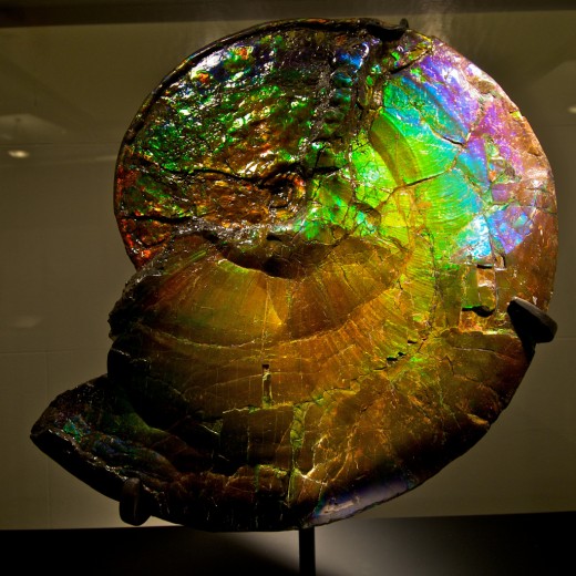 Examples of Living Fossils HubPages