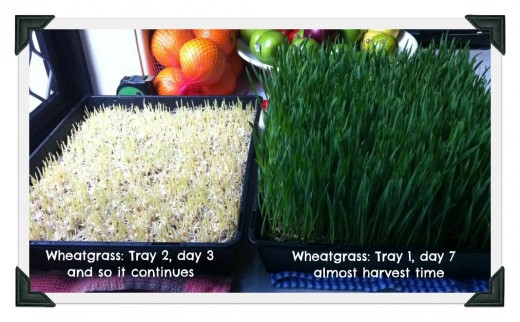 How to Grow Wheatgrass