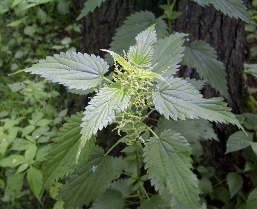 The nettle should not be harvested once it has started flowering, as this has been found to contribute to urinary tract infections.