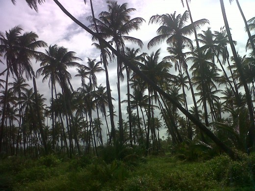 Coconut trees in Manzanilla