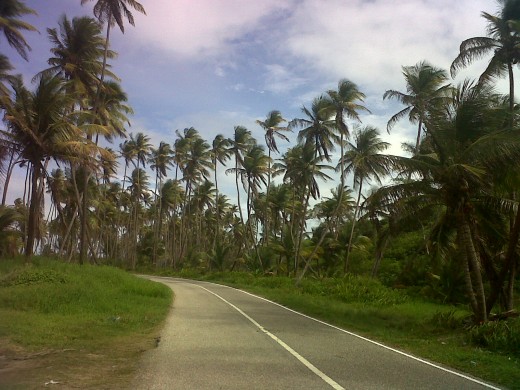 Manzanilla Beach "Eastern Trinidad" both sides of the road outlined with coconut trees