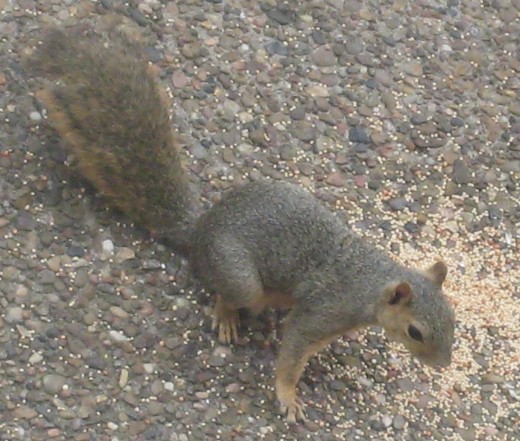 Squirrel appreciates the seed feed