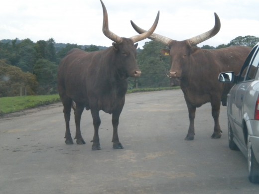 These are Ankole cattle from North Africa, the biggest cattle I've ever seen.