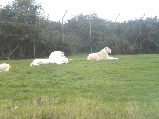 The White Lion pride.