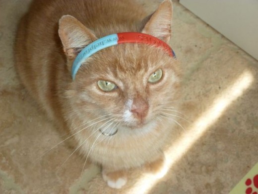 Repeat after me 'You are not going without me'. The Toof fooling around and doing his bit for charity with a Help for Heroes head band.