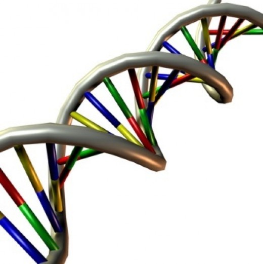 How do scientists extract DNA? Step by Step! DNA extraction hubpages