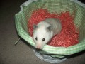 How to Make Your Hamster Pose in Embarrassing Holiday Photos
