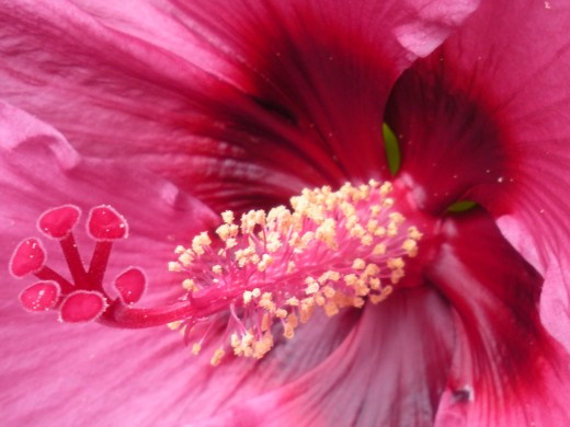 The center off the hibiscus flower, the stamen.