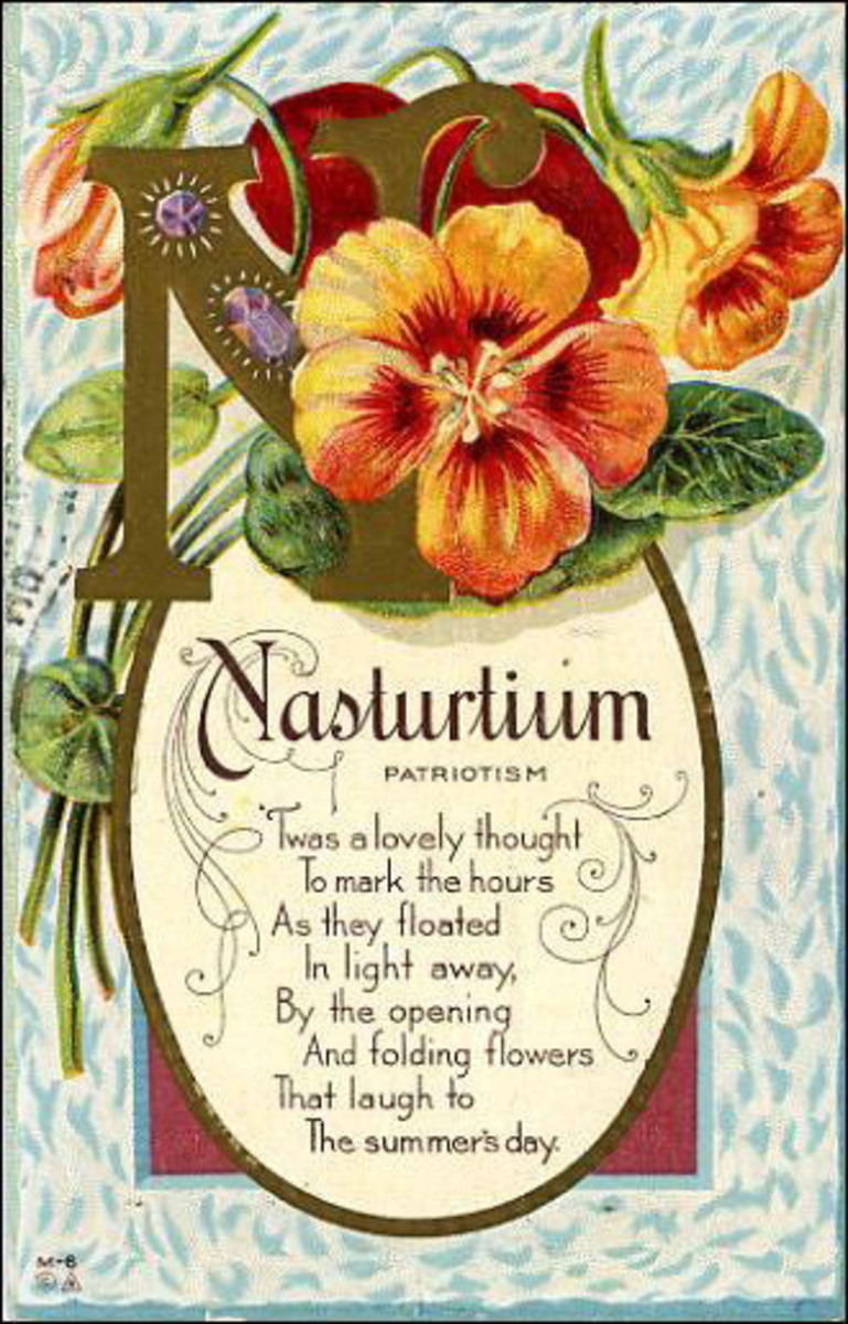 Nasturtium vintage iek kart